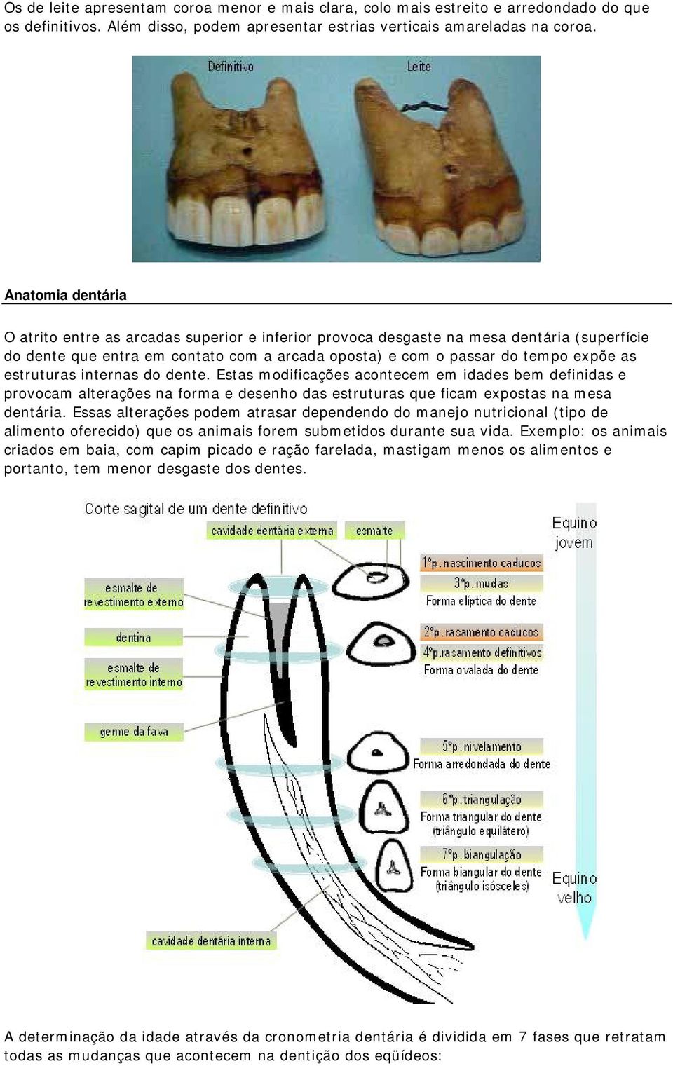 estruturas internas do dente. Estas modificações acontecem em idades bem definidas e provocam alterações na forma e desenho das estruturas que ficam expostas na mesa dentária.