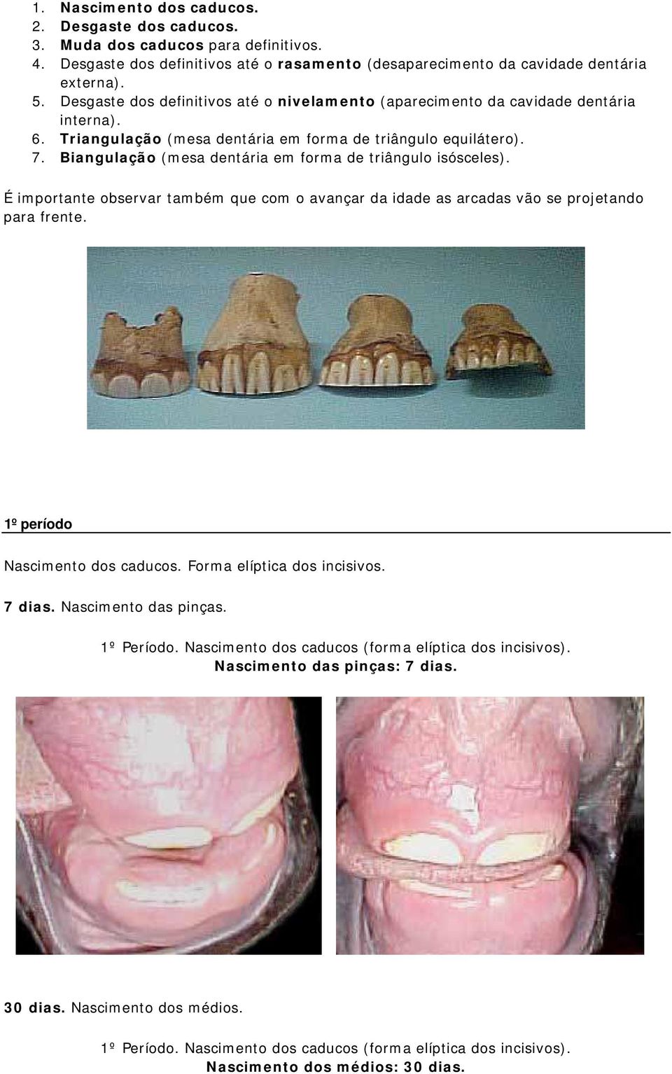 Biangulação (mesa dentária em forma de triângulo isósceles). É importante observar também que com o avançar da idade as arcadas vão se projetando para frente. 1º período Nascimento dos caducos.