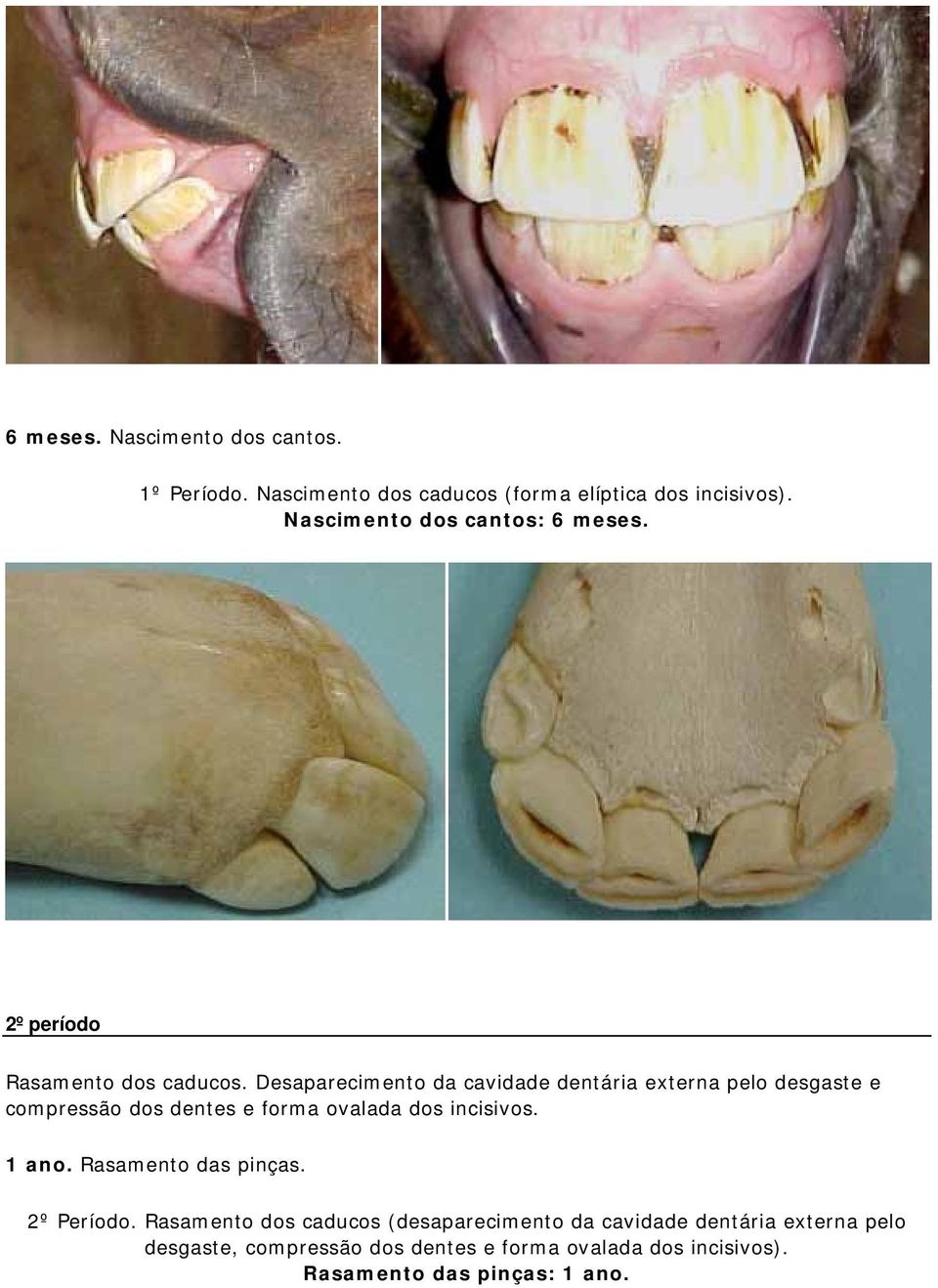 Desaparecimento da cavidade dentária externa pelo desgaste e compressão dos dentes e forma ovalada dos incisivos. 1 ano.