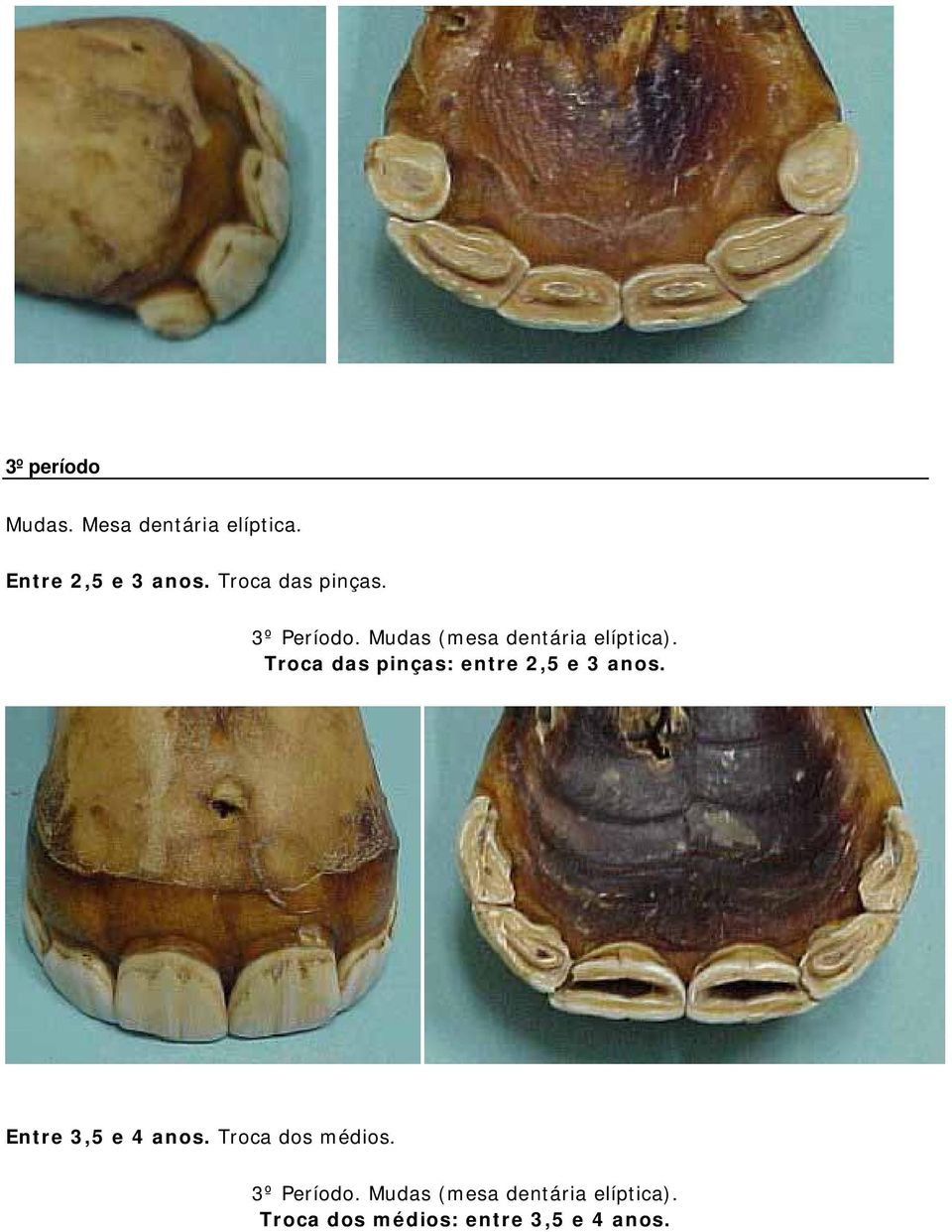 Troca das pinças: entre 2,5 e 3 anos. Entre 3,5 e 4 anos.