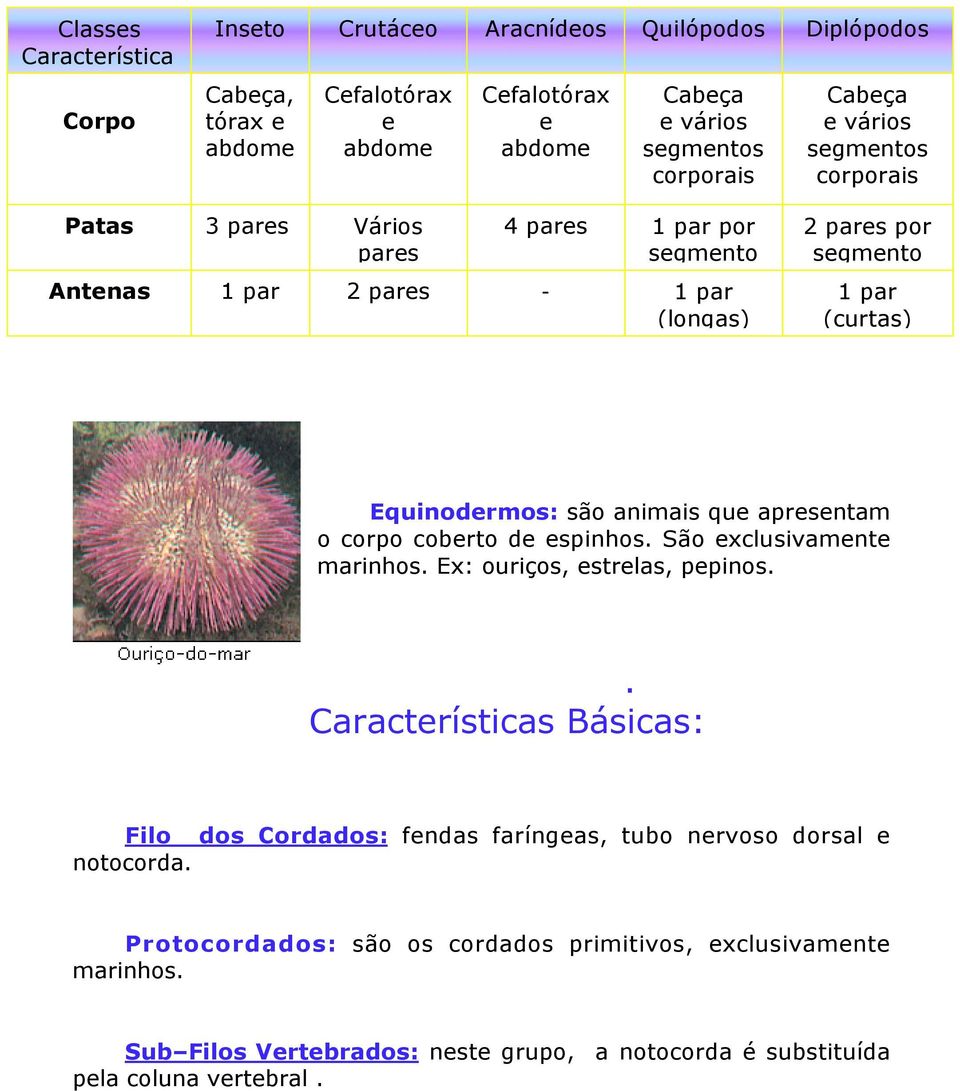 que apresentam o corpo coberto de espinhos. São exclusivamente marinhos. Ex: ouriços, estrelas, pepinos.