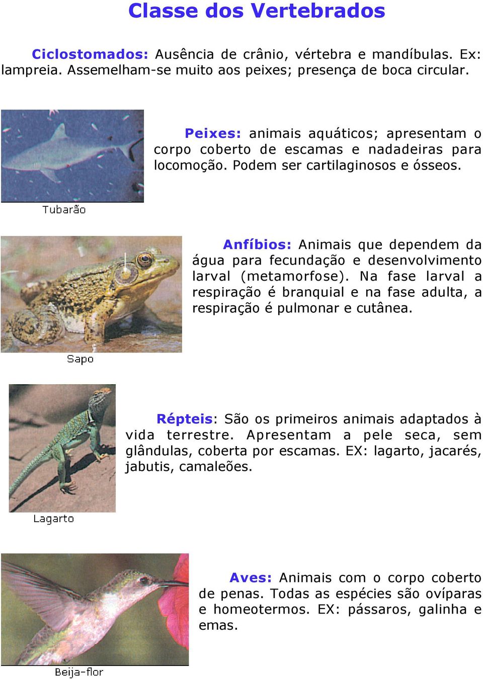 Anfíbios: Animais que dependem da água para fecundação e desenvolvimento larval (metamorfose). Na fase larval a respiração é branquial e na fase adulta, a respiração é pulmonar e cutânea.