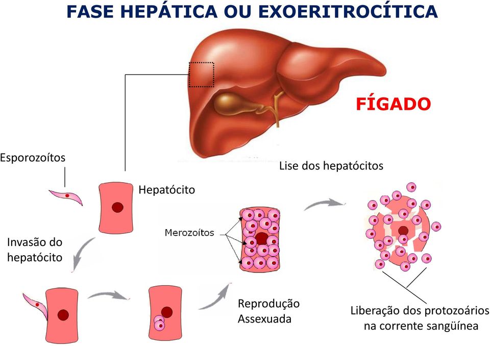 Hepatócito Invasão do hepatócito Reprodução
