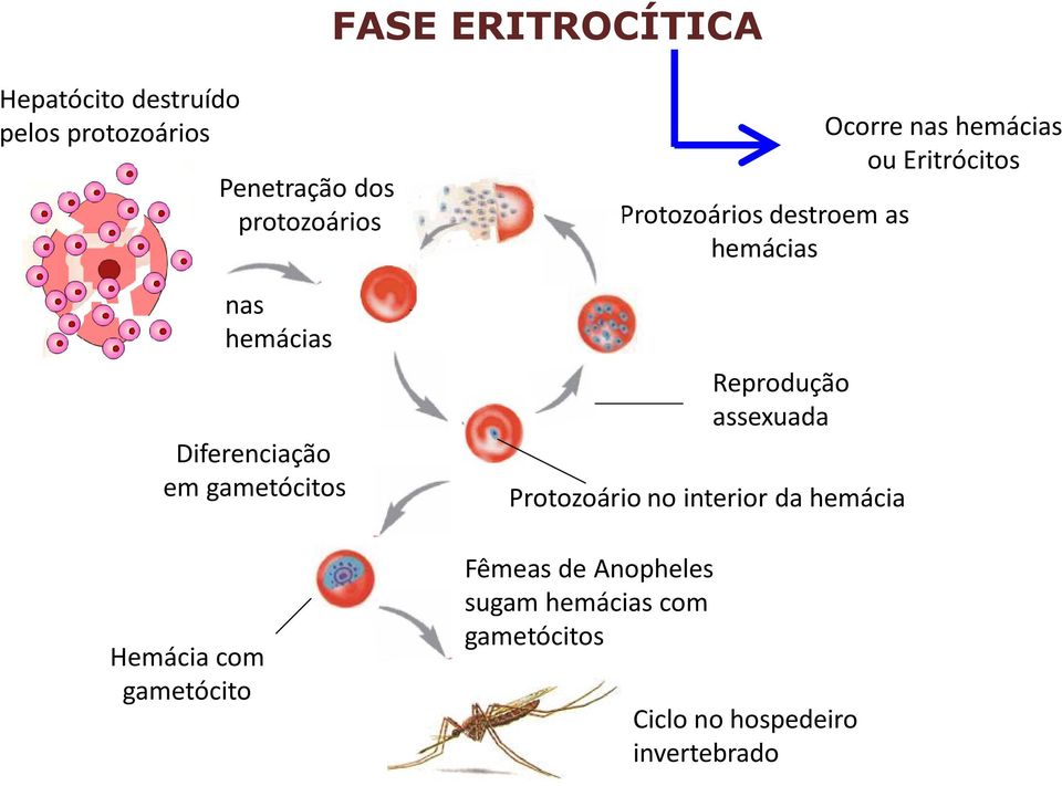 sugam hemácias com gametócitos Protozoários destroem as hemácias Reprodução assexuada