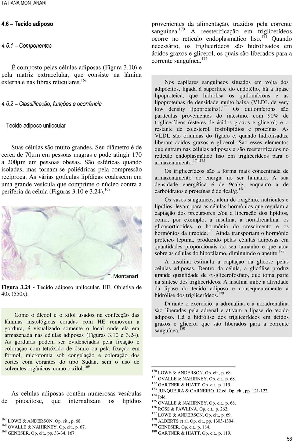 As várias gotículas lipídicas coalescem em uma grande vesícula que comprime o núcleo contra a periferia da célula (Figuras 3.10 e 3.24). 168 Figura 3.24 - Tecido adiposo unilocular. HE.