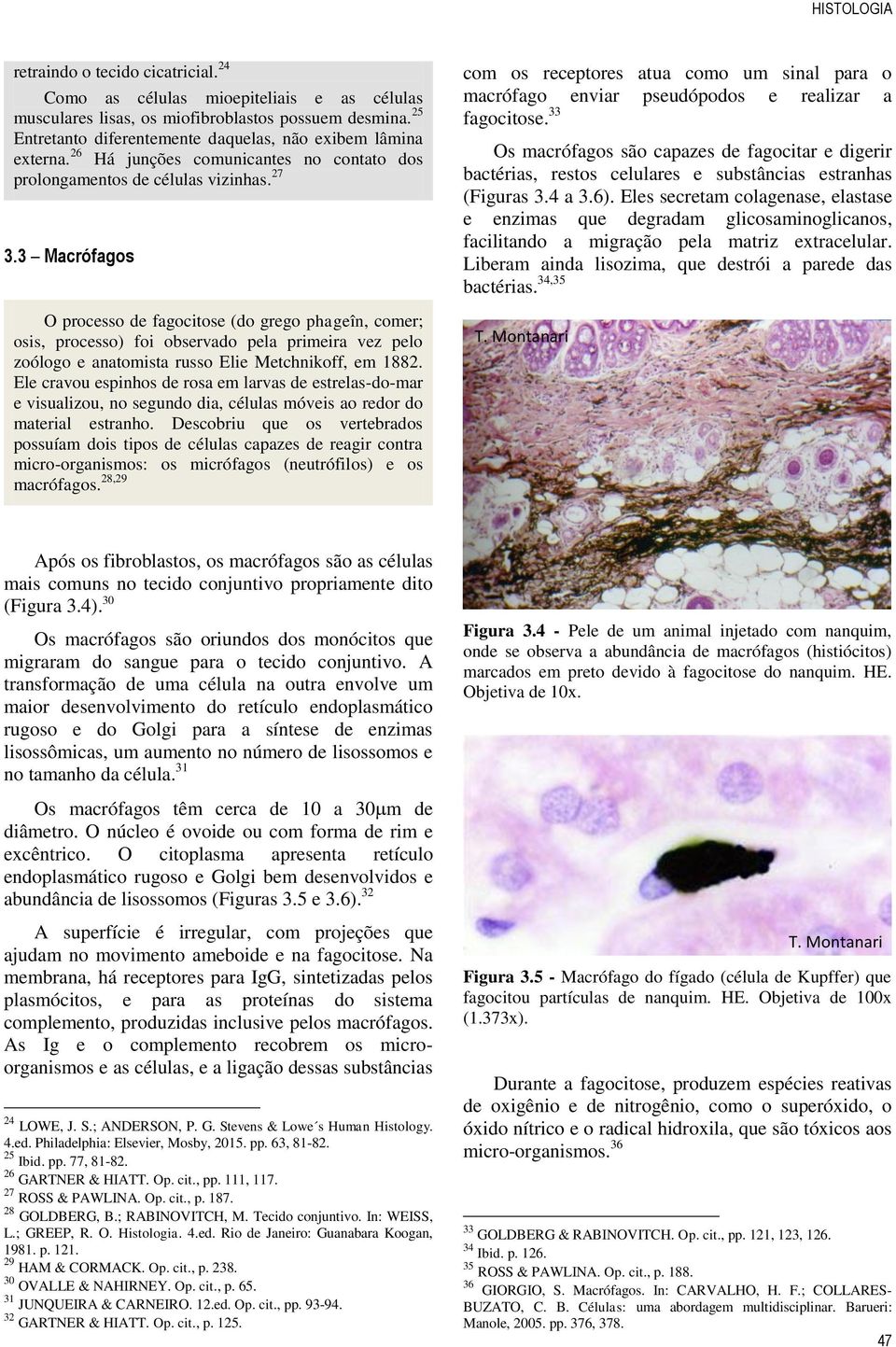 3 Macrófagos O processo de fagocitose (do grego phageîn, comer; osis, processo) foi observado pela primeira vez pelo zoólogo e anatomista russo Elie Metchnikoff, em 1882.