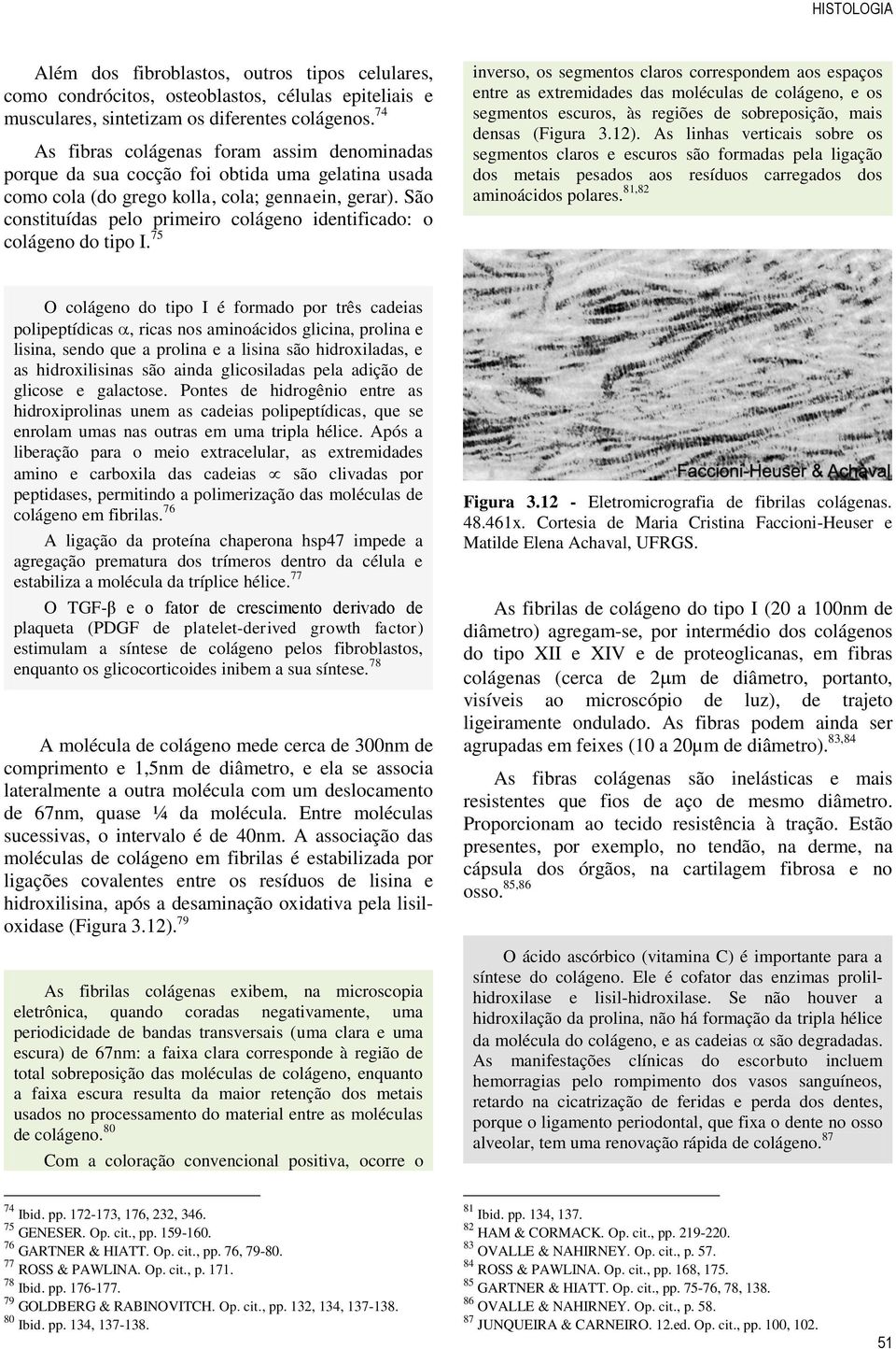 São constituídas pelo primeiro colágeno identificado: o colágeno do tipo I.