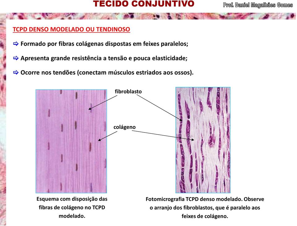 ossos). fibroblasto colágeno Esquema com disposição das fibras de colágeno no TCPD modelado.