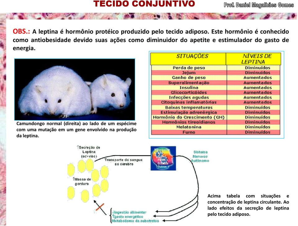 gasto de energia.