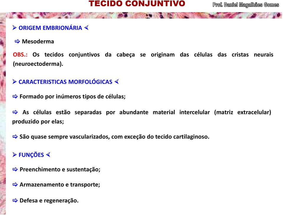 CARACTERISTICAS MORFOLÓGICAS Formado por inúmeros tipos de células; As células estão separadas por abundante