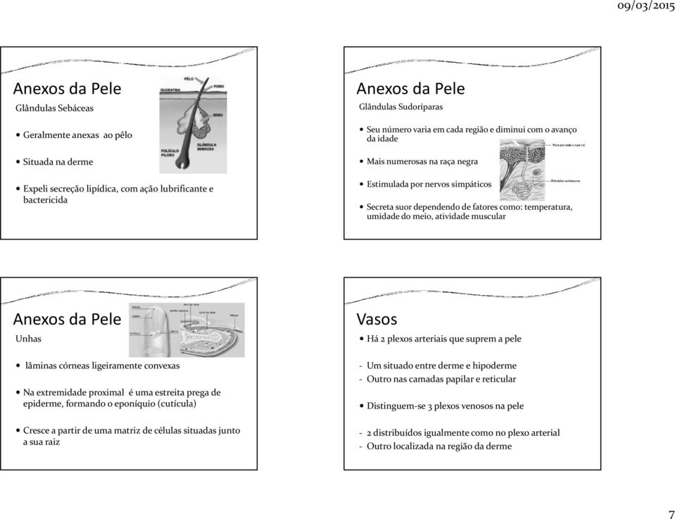 Anexos da Pele Unhas lâminas córneas ligeiramente convexas Na extremidade proximal é uma estreita prega de epiderme, formando o eponíquio (cutícula) Cresce a partir de uma matriz de células situadas