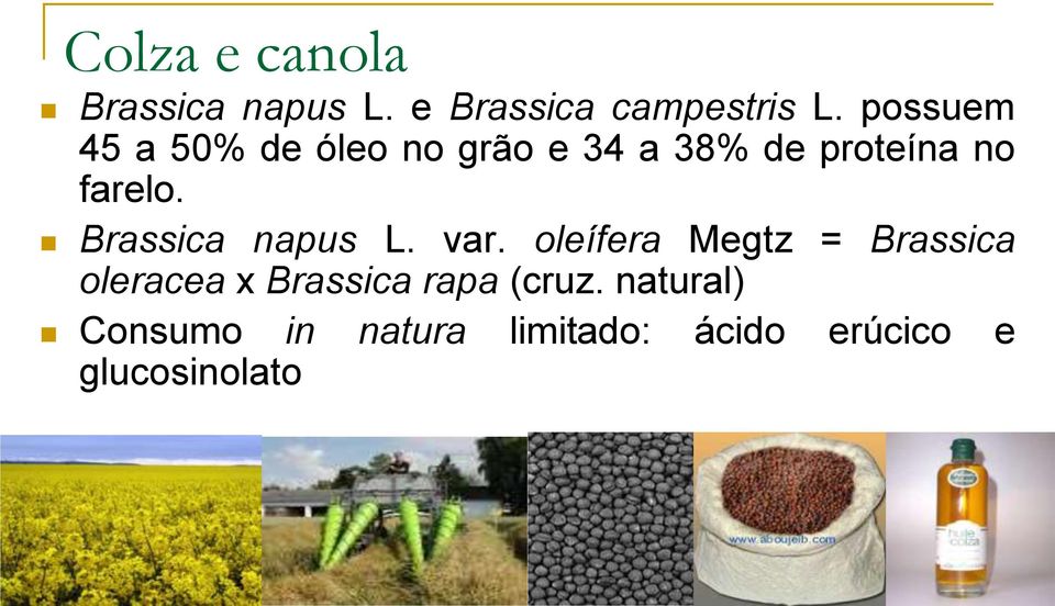 Brassica napus L. var.