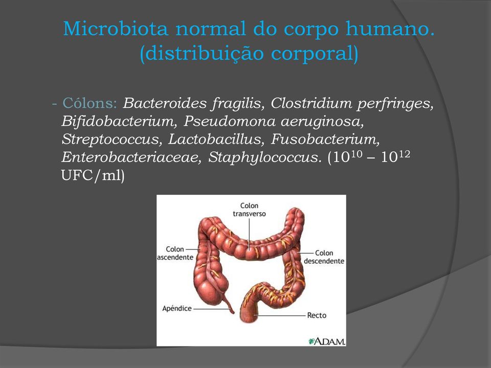 Clostridium perfringes, Bifidobacterium, Pseudomona aeruginosa,