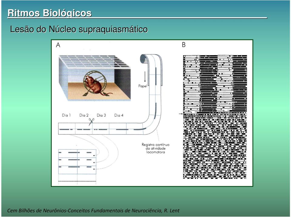 Bilhões de Neurônios-Conceitos