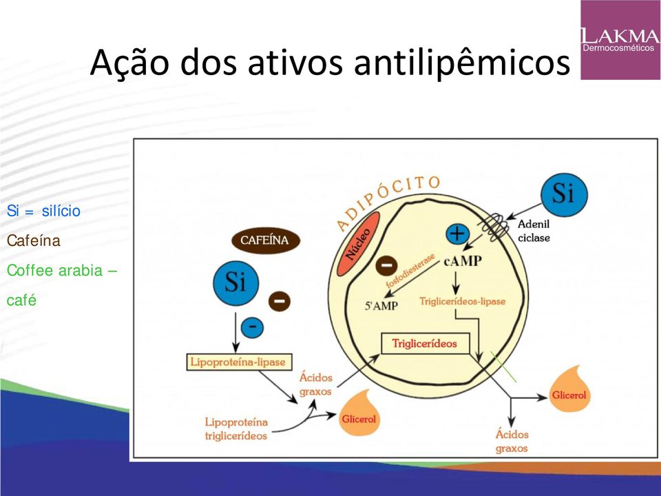 = silício Cafeína