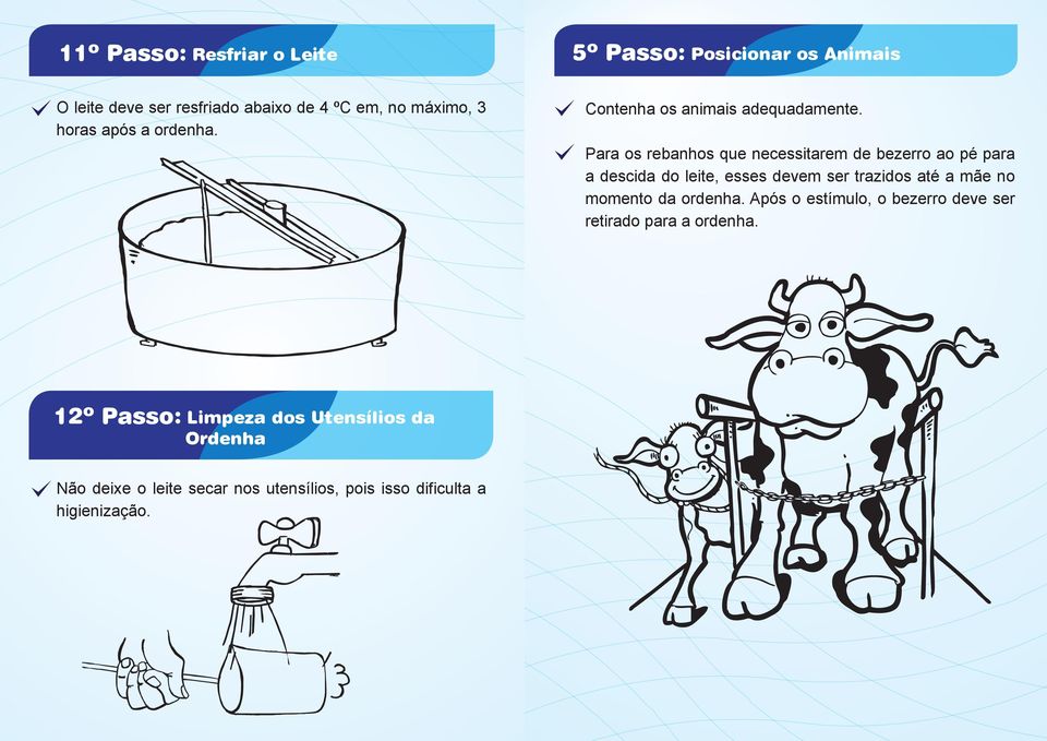 Para os rebanhos que necessitarem de bezerro ao pé para a descida do leite, esses devem ser trazidos até a mãe no momento