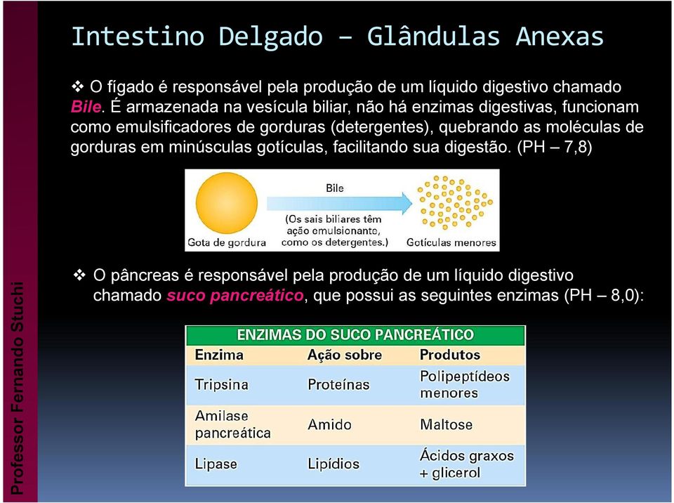 (detergentes), quebrando as moléculas de gorduras em minúsculas gotículas, facilitando sua digestão.