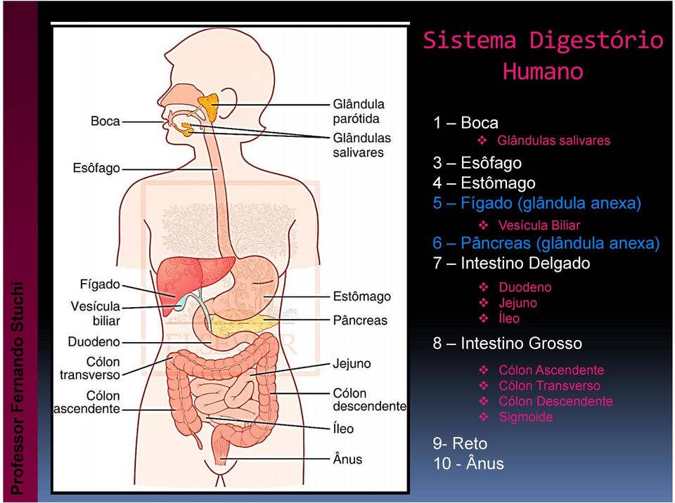 (glândula anexa) 7 Intestino Delgado Duodeno Jejuno Íleo 8 Intestino