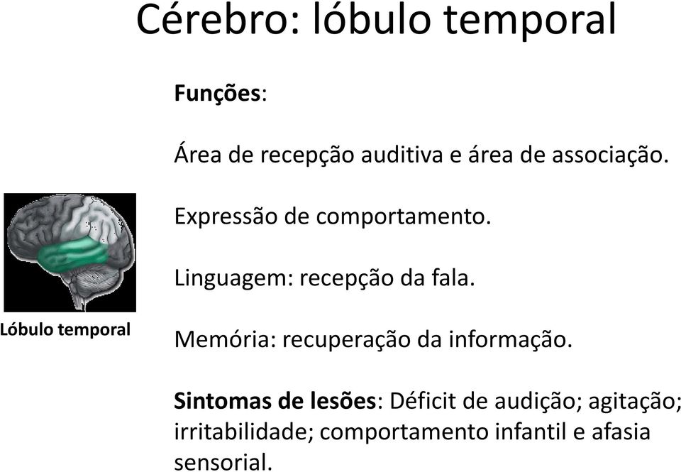 Lóbulo temporal Memória: recuperação da informação.