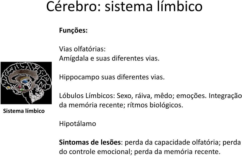 Sistema límbico Lóbulos Límbicos: Sexo, ráiva, mêdo; emoções.