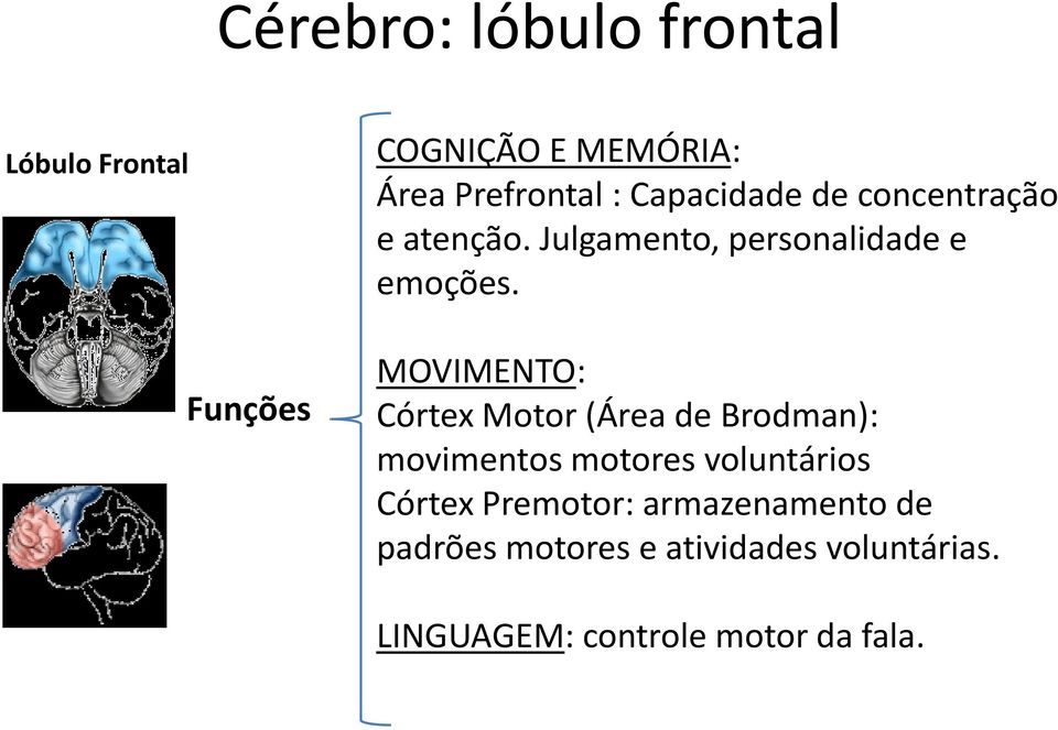MOVIMENTO: Córtex Motor (Área de Brodman): movimentos motores voluntários Córtex