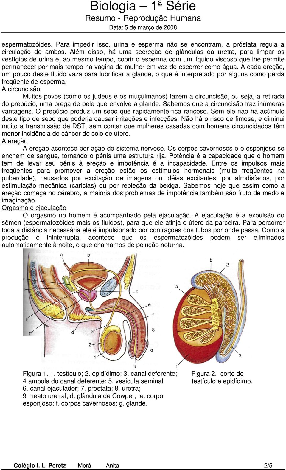 mulher em vez de escorrer como água. A cada ereção, um pouco deste fluido vaza para lubrificar a glande, o que é interpretado por alguns como perda freqüente de esperma.