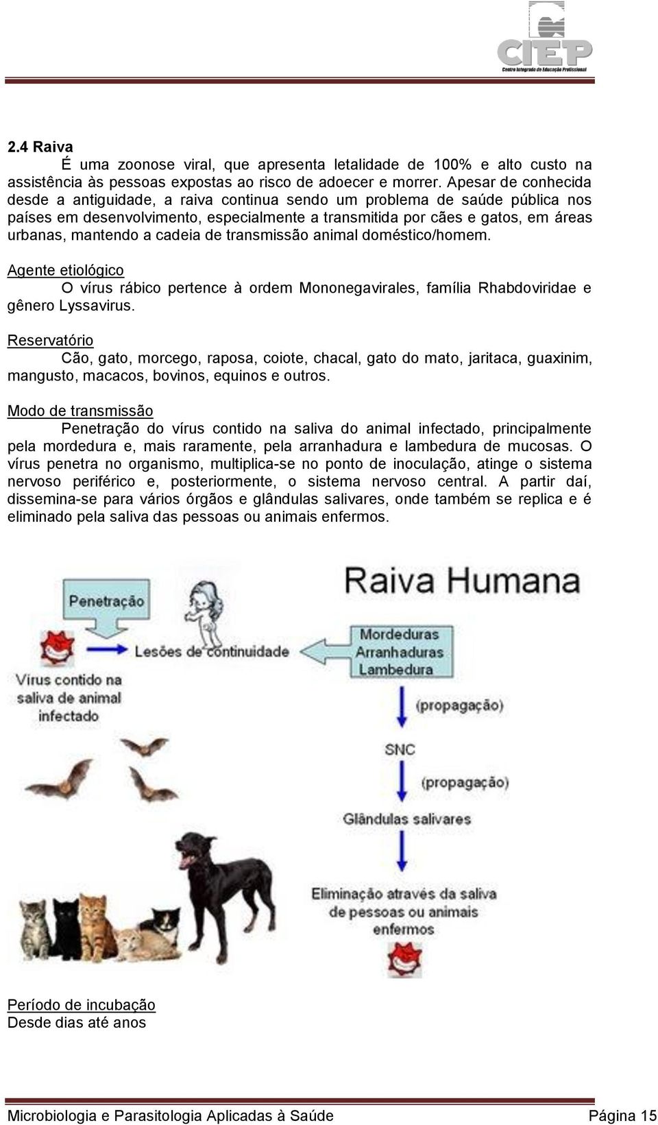 cadeia de transmissão animal doméstico/homem. Agente etiológico O vírus rábico pertence à ordem Mononegavirales, família Rhabdoviridae e gênero Lyssavirus.