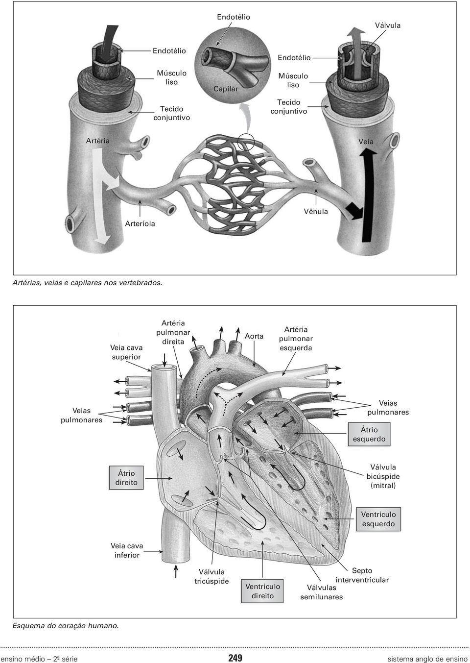 Veia cava superior Artéria pulmonar direita Aorta Artéria pulmonar esquerda Veias pulmonares Veias pulmonares Átrio esquerdo Átrio