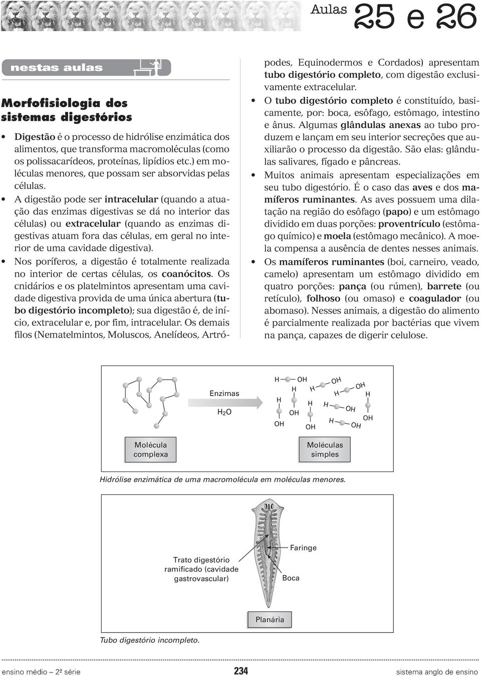 A digestão pode ser intracelular (quando a atuação das enzimas digestivas se dá no interior das células) ou extracelular (quando as enzimas digestivas atuam fora das células, em geral no interior de