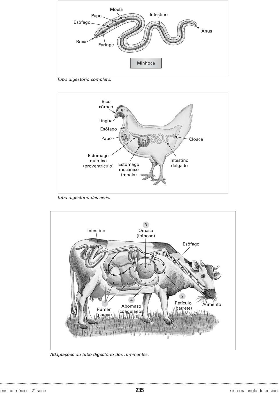 Intestino delgado Tubo digestório das aves.