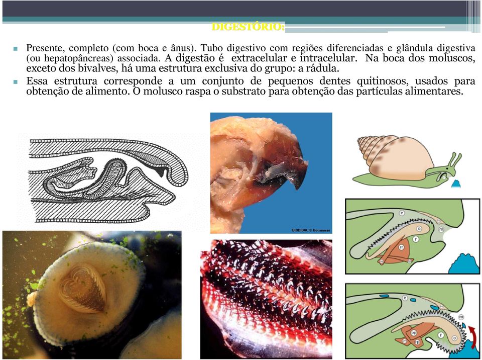 A digestão é extracelular e intracelular.