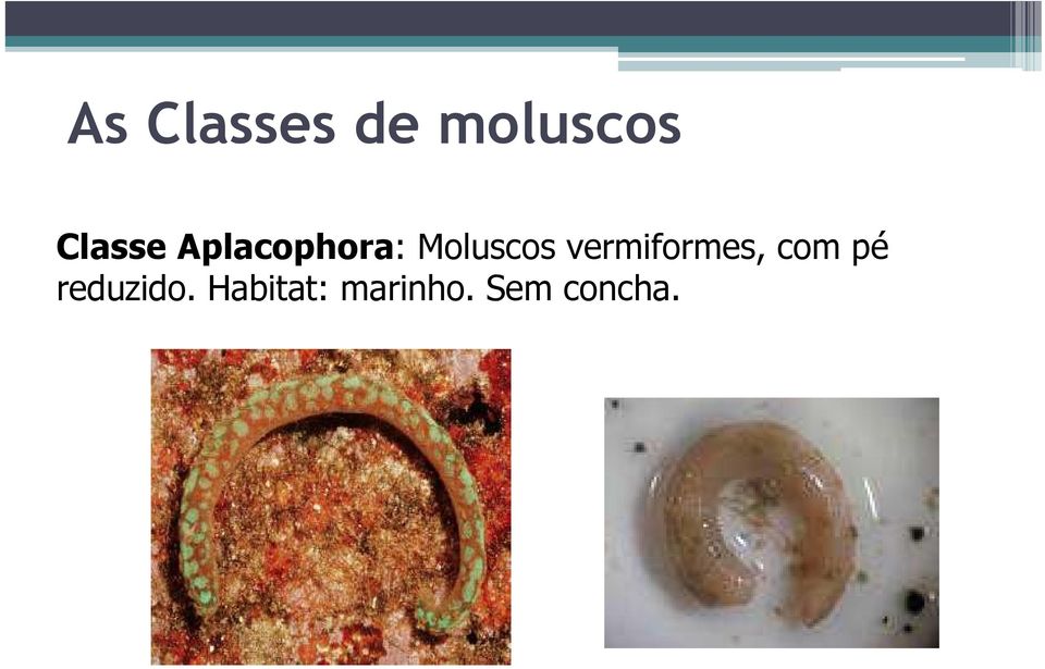 Moluscos vermiformes, com