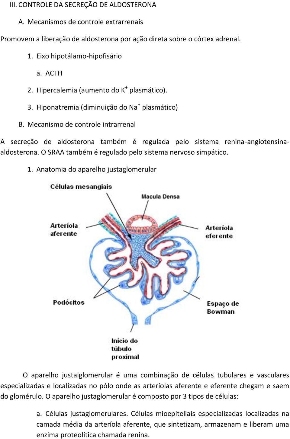 Mecanismo de controle intrarrenal A secreção de aldosterona também é regulada pelo sistema renina-angiotensinaaldosterona. O SRAA também é regulado pelo sistema nervoso simpático. 1.