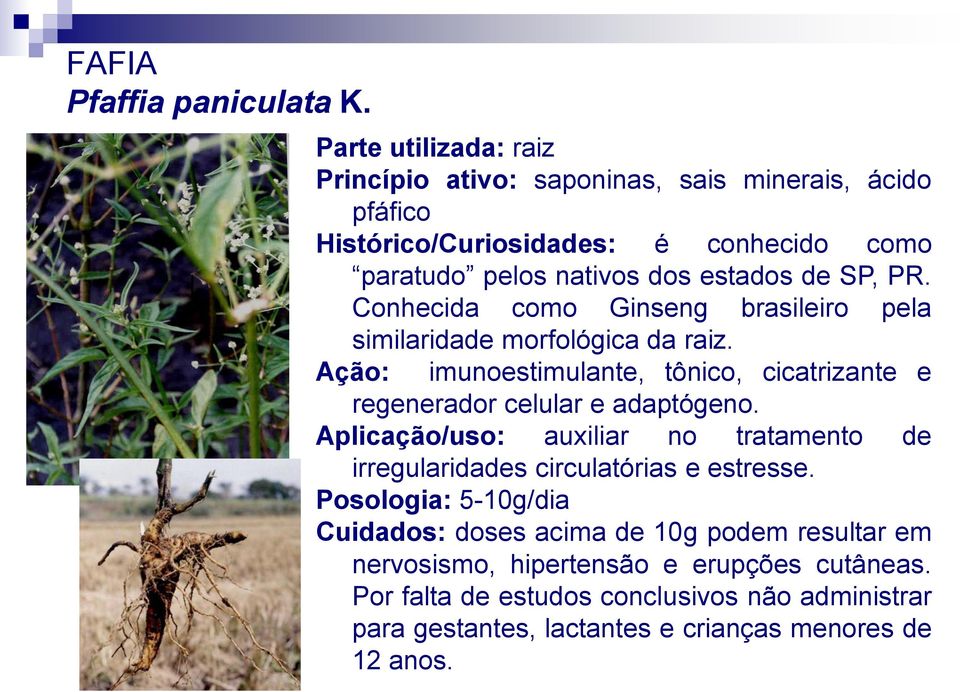 PR. Conhecida como Ginseng brasileiro pela similaridade morfológica da raiz. Ação: imunoestimulante, tônico, cicatrizante e regenerador celular e adaptógeno.
