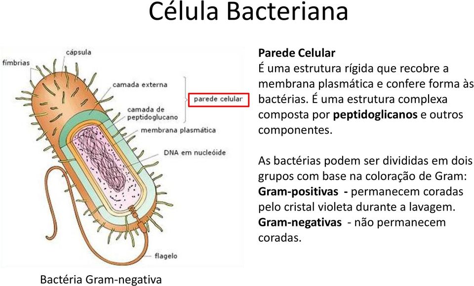 As bactérias podem ser divididas em dois grupos com base na coloração de Gram: Gram-positivas -