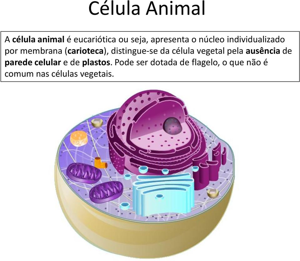 célula vegetal pela ausência de parede celular e de plastos.