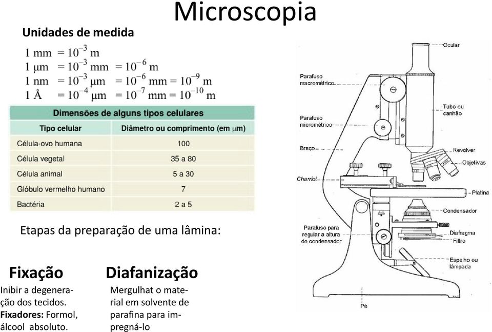 Fixadores: Formol, álcool absoluto.