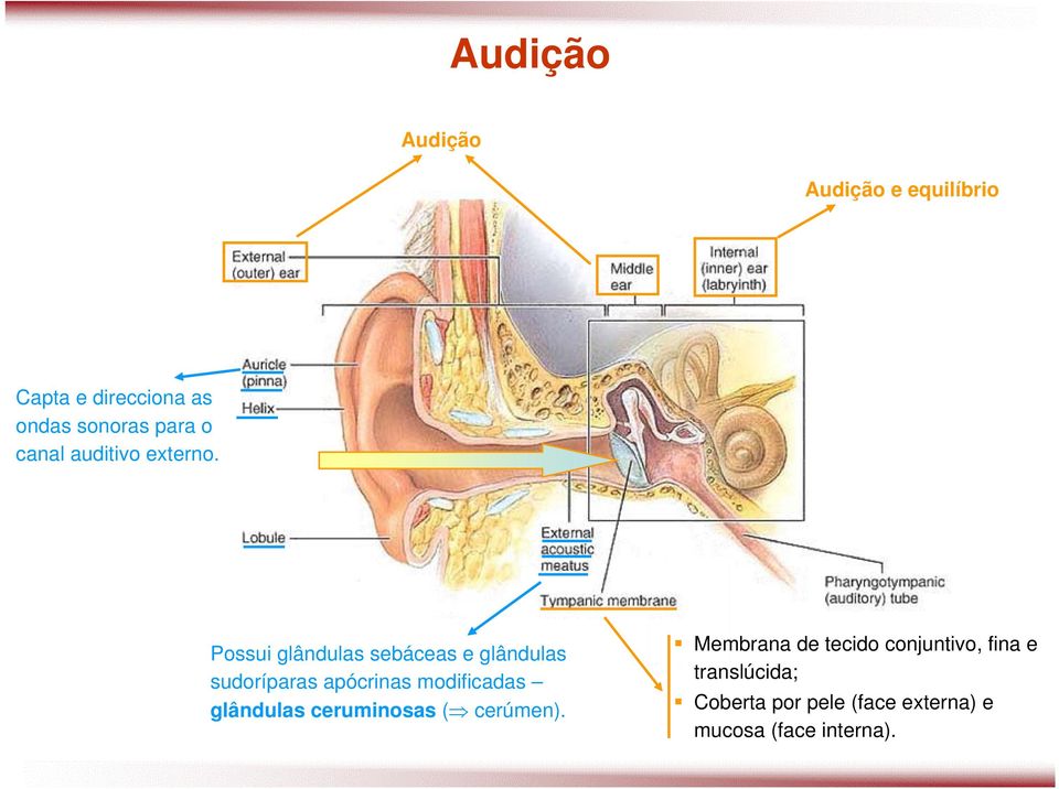 Possui glândulas sebáceas e glândulas sudoríparas apócrinas modificadas