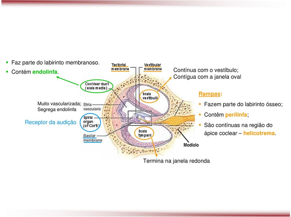 vascularizada; Segrega endolinfa Receptor da audição Fazem parte do labirinto