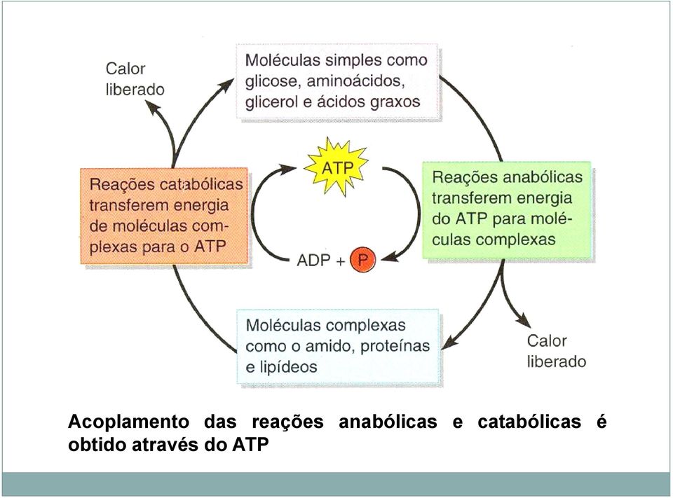 anabólicas e