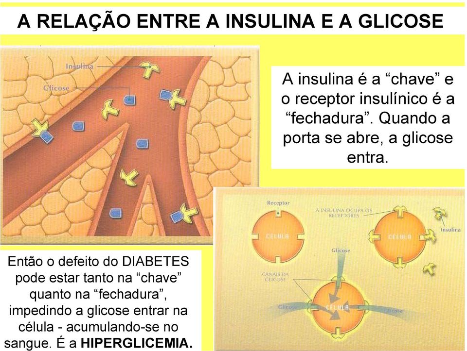 célula - acumulando-se no sangue. É a HIPERGLICEMIA.