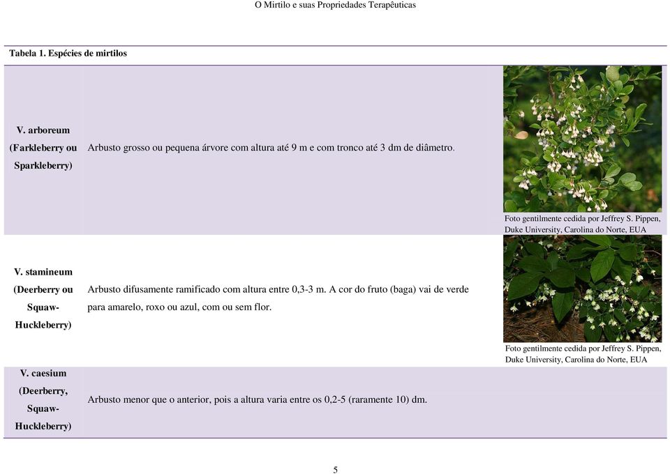 caesium (Deerberry, Squaw- Huckleberry) Arbusto difusamente ramificado com altura entre 0,3-3 m.