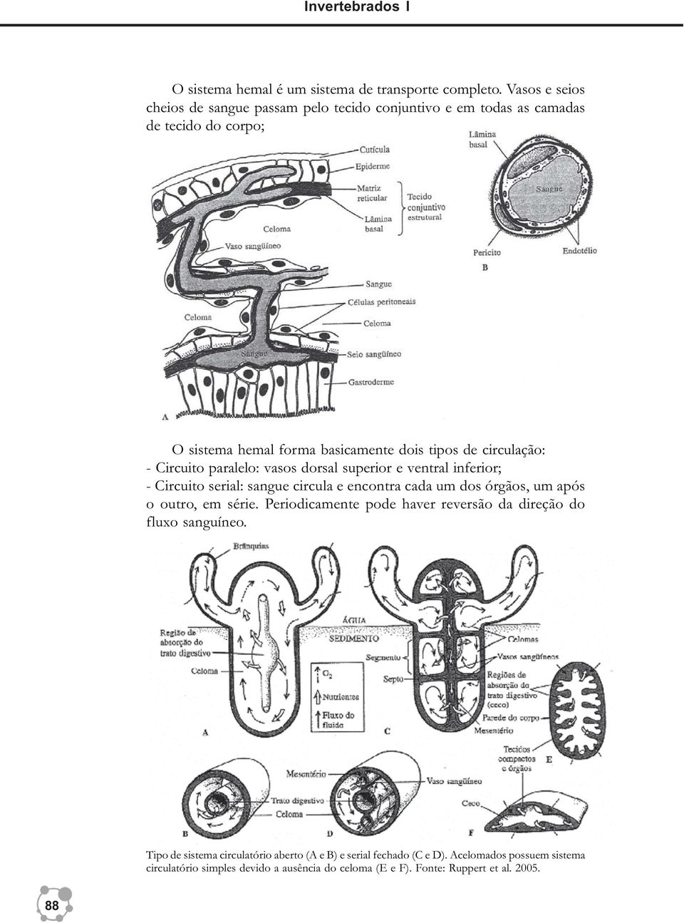 circulação: - Circuito paralelo: vasos dorsal superior e ventral inferior; - Circuito serial: sangue circula e encontra cada um dos órgãos, um após o outro, em