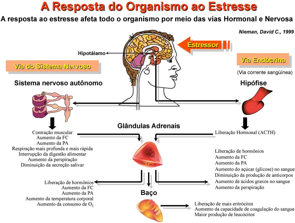 mais rápida Interrupção da digestão alimentar Aumento da perspiração Diminuição da secreção salivar Liberação de hormônios Aumento da FC Aumento da PA Aumento da temperatura corporal Aumento da