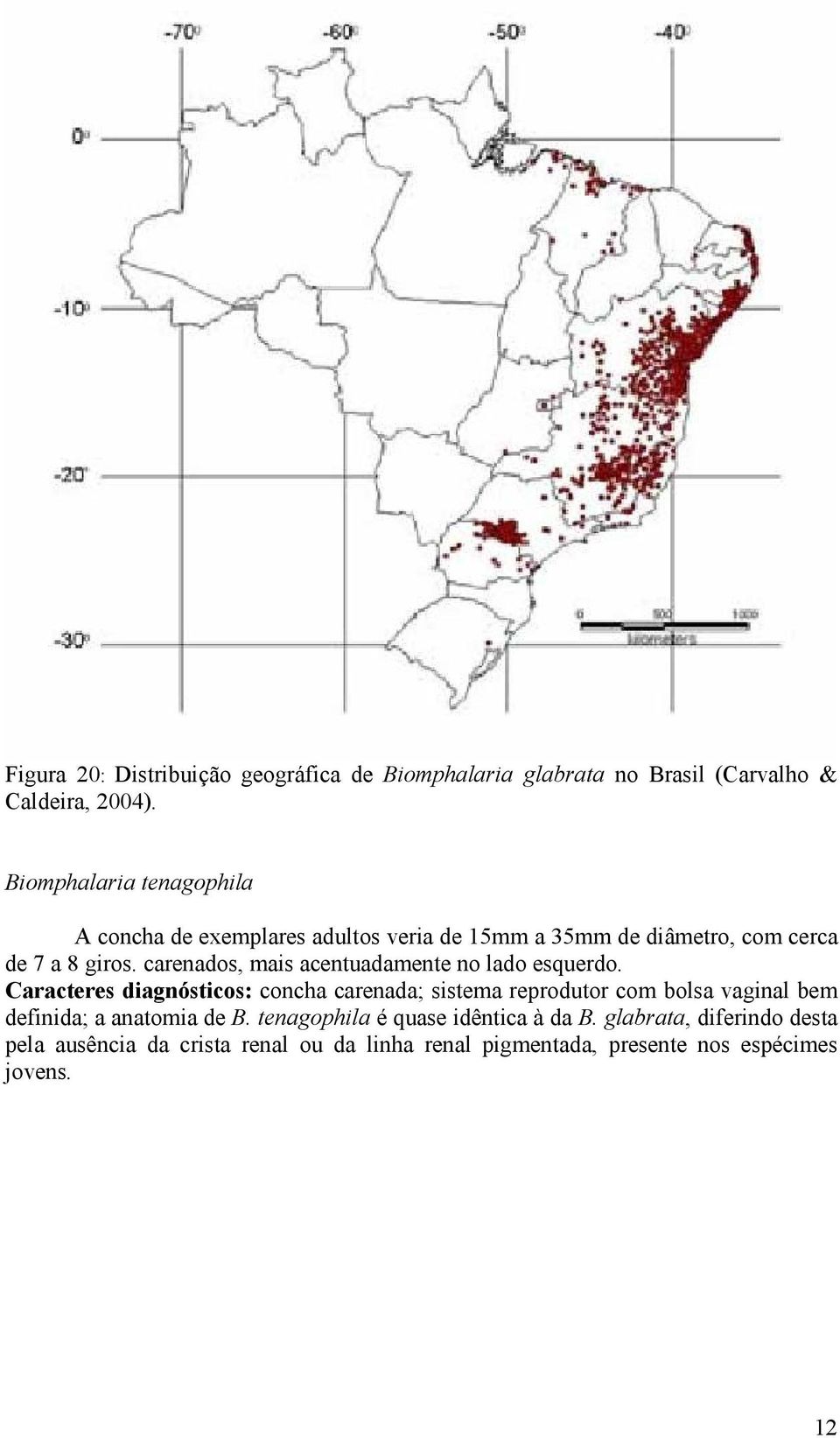 carenados, mais acentuadamente no lado esquerdo.