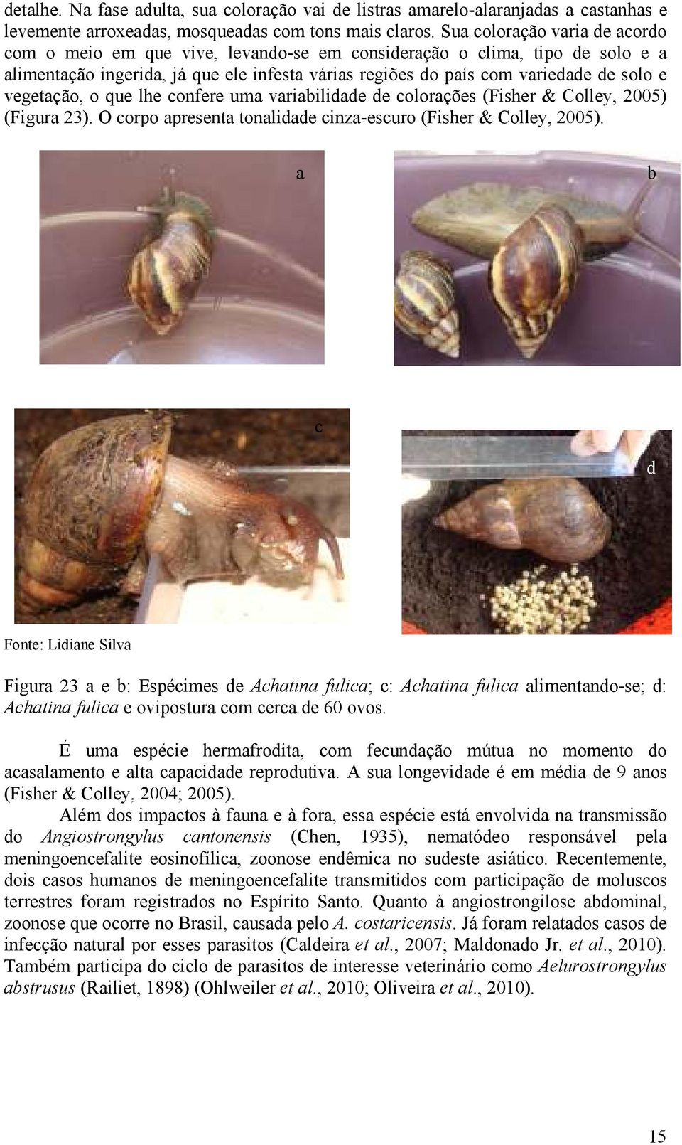 vegetação, o que lhe confere uma variabilidade de colorações (Fisher & Colley, 2005) (Figura 23). O corpo apresenta tonalidade cinza-escuro (Fisher & Colley, 2005).