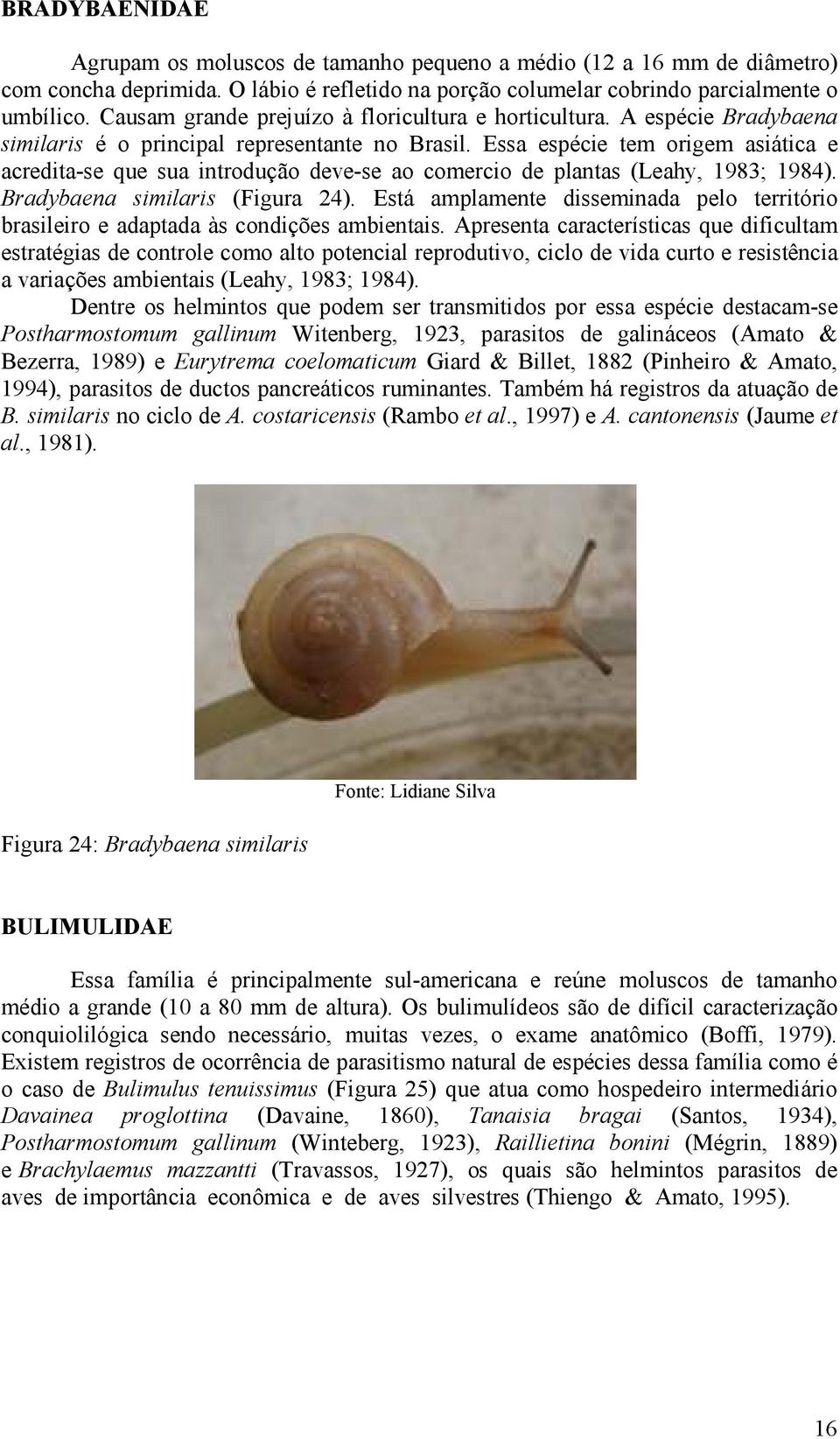 Essa espécie tem origem asiática e acredita-se que sua introdução deve-se ao comercio de plantas (Leahy, 1983; 1984). Bradybaena similaris (Figura 24).