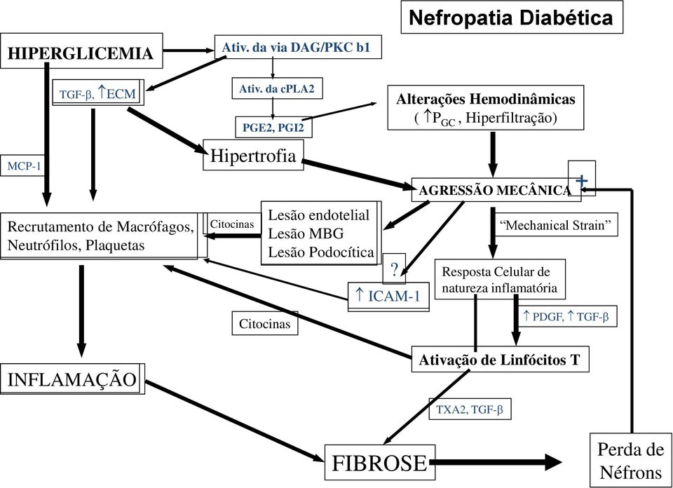 da cpla2 PGE2, PGI2 Citocinas Lesão endotelial Lesão MBG Lesão Podocítica?
