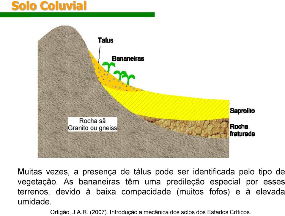 As bananeiras têm uma predileção especial por esses terrenos, devido à