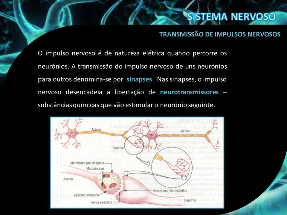 A transmissão do impulso nervoso de uns neurónios para outros denomina-se por